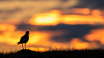 Heilo med solnedgang
