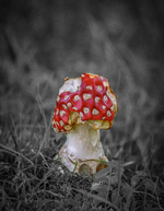Hvor smurfer bor