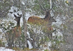 Bukk i snø