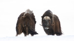 Face-off