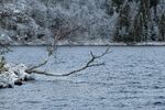 Rimfrost