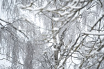 Vinter kamuflasje