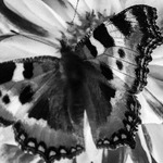 Makro sommerfugl.