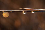 Shiny Droplet