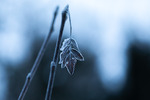 The Last Leaf