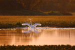 Spreading My Wings
