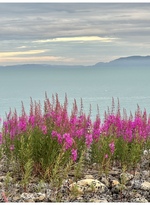Gjeitrams ved Varangerfjorden.