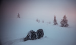 Snøhund
