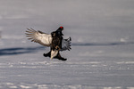Inn for landing