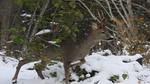 Rådyrbukk