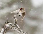 Landing