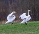Svanedans