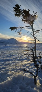 Fjellet