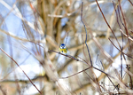 Blue Tit