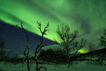 Northen Tree