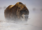 Blizzard Bull