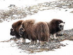 Moskusfamilie Dovre