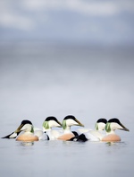 Ærfugl i Trondheimsfjorden