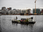 Skarven som havnevakt 
