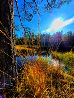 Høst i skogen