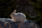 Hare i måneskinn