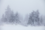 Tåke i Vinterskogen