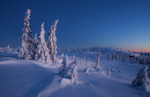 Vintermorgen i Fjellskogen