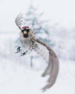 Flygetrening med gråsisik