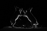 Harekamp
