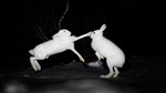 Hareslag