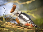 Konglespisende flaggspett