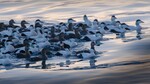 Ærfugl i samlet flokk