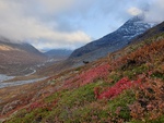 Ælg i Lærdalen
