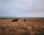Skogens konge i kornåkeren