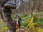 Flaggspett i vårskog