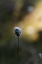 Robust