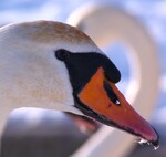Svane 