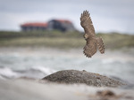 Ut mot havet....spurvehauk