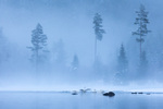 Svane i trollsk natur. 