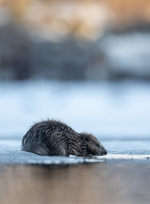Bever i solnedgang