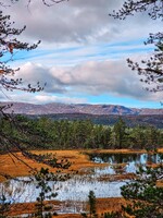 Høst