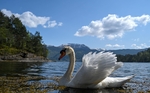 Vårstemning ved fjorden