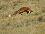 Flying fox