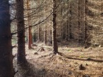 Sol i skogen