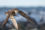 Lappspoven's siste reise