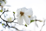 Magnolia