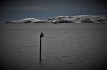 Skarv i kveldsmørket før snøvær kommer 