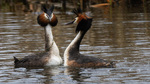 Toppdykkerpar