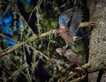Jay vs Hawk