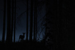 Midnattens Prins